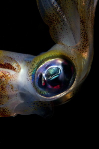 Close to the squid by Iyad Suleyman 